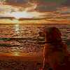 perro